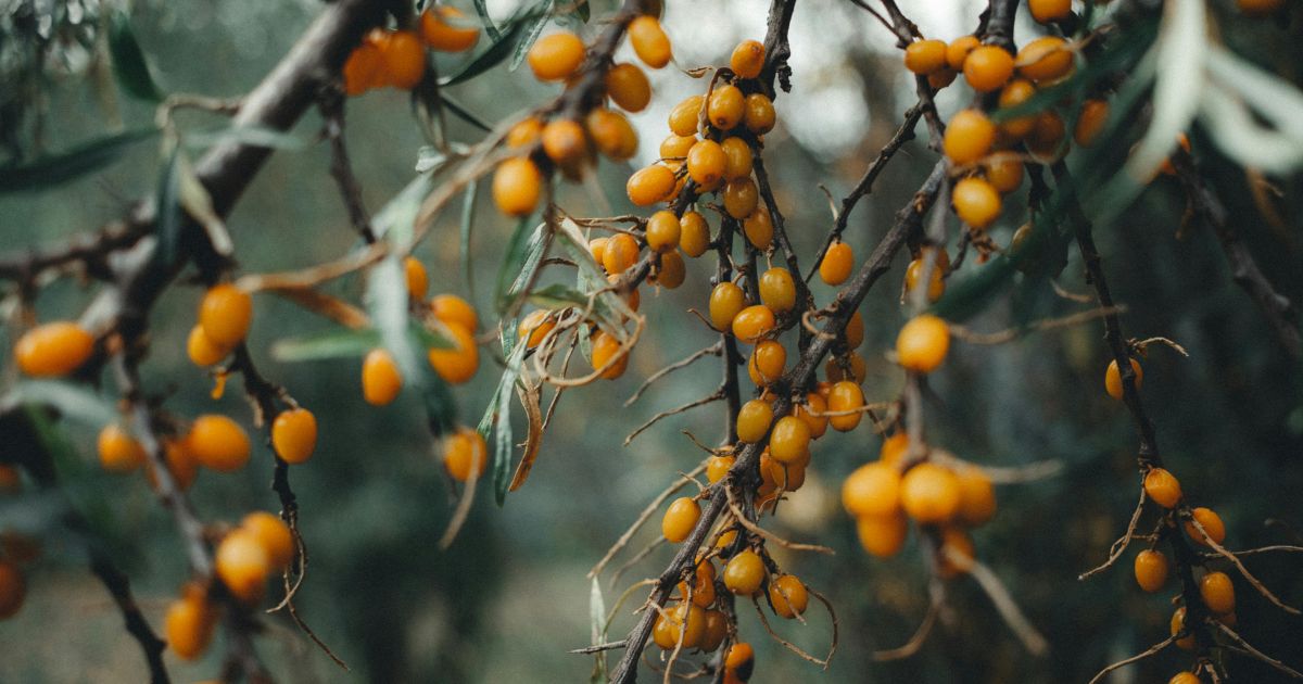 sea buckthorn
